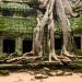 The Ta Prohm temple is typical for the huge roots of trees and jungle overgrowth reclaiming the buildings. It was intentionally left partially unrestored until 2010, when authorities started to take a more aggressive approach to restoration.