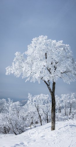 Frozen tree on Mount Kenashi