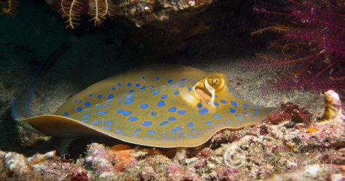 The bluespotted ribbontail ray (taeniura lymma) is a species of stingray found throughout the tropical Indian and western Pacific oceans. Fairly small, this ray is capable of injuring humans with its venomous tail spines, though it prefers to flee if threatened.