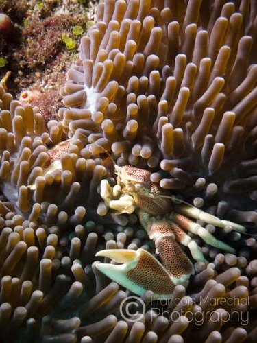 Spotted porcelain crabs are common throughout the Indo-Pacific region, and have a flat, round body with two large front claws. Living together in pairs, their are typically found on sea anemones.