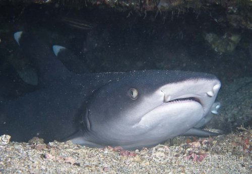 The whitetip reef shark (triaenodon obesus) is a small shark commonly found on the Indo-Pacific coral reefs. Reaching 1.6 m in length, this species is easily recognizable by its slender body and short but broad head, as well as white-tipped dorsal and caudal fins.