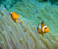 diving-bali