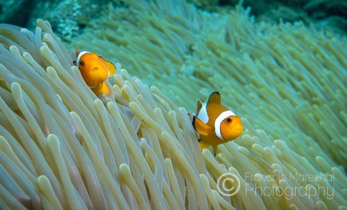 This clown anemonefish can be recognised by its orange colour with three white bars and black markings on the fins. This pair lives in association with a giant carpet anemone, using it for shelter and protection.