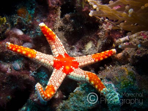 The noduled seastar (fromia nodosa) is a tropical seastar species found on tropical coral reefs throughout the Indo-West Pacific. Fromia nodosa is a small sea star that has 5 flattened arms and is red to brown in colour with large cream-colored plates. It grows to a maximum diameter of approximately 10 cm.