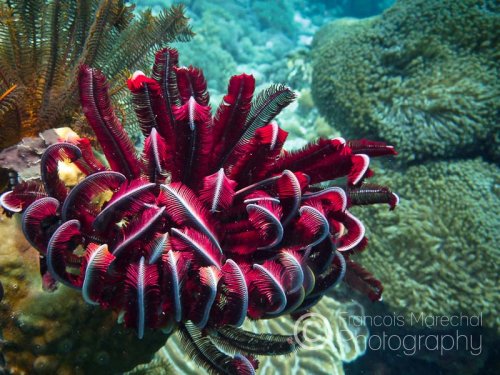 Feather stars are usually found on high coral outcrops and ledges in current prone areas of the reef. Curled up during the day, they extend their feathery arms at night to catch plankton in the currents.