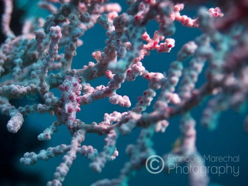 The pygmy seahorse (hippocampus bargibanti) is known to occur only on gorgonian corals of the genus Muricella, and has evolved to resemble its host. The camouflage is so effective, the original specimens were discovered only after their host gorgonian had been collected and placed in an aquarium.