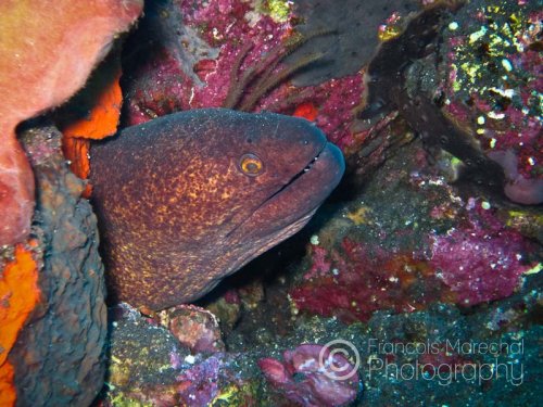 The giant moray (gymnothorax javanicus) is the largest of all the Indo-Pacific morays, growing to 2.5 m in length. It is mostly brown with dark brown spots. The head is yellow to brown. Although normally not a concern for divers, the giant moray should never be provoked.