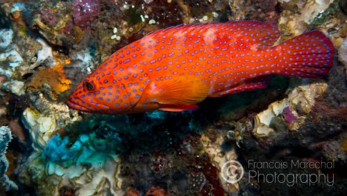 The coral grouper (cephalopholis miniata) is found in tropical marine waters of the Indo-West and Central Pacific, usually seen in caves and under ledges. It is easily recognised by its pattern of bright blue spots on an orange-red background.