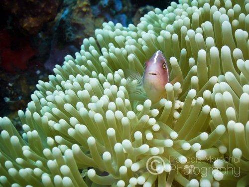 The pink anemonefish is pinkish-orange with a white bar down either side of the face, and a white stripe along the back. It inhabits coral reefs and lives in symbiosis with sea anemones. Usually, one adult pair and several juveniles are present in each anemone.