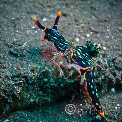 Nembrotha kubaryana is a large dark-bodied dorid nudibranch which may have green stripes running down the length of its body or have green raised spots. The margin of the foot and head is a vivid red-orange. The gills may be red or green.