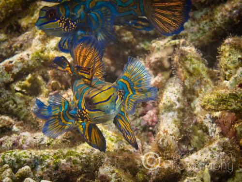 The mandarinfish (synchiropus splendidus) is a small, brightly-colored member of the dragonet family. It is native to the Pacific. Mandarinfishes are reef dwellers and regularly get out when the sun sets in order to mate.