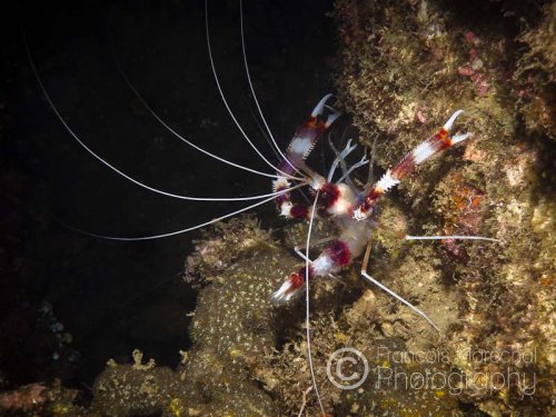 The banded boxer shrimp (stenopus hispidus) is a cleaner shrimp, and advertises to passing fish by slowly waving its long, white antennae. It uses its three pairs of claws to remove parasites, fungi and damaged tissue from the fish.