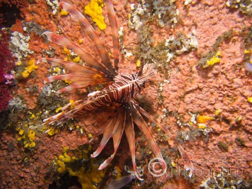 The red lionfish (pterois volitans) is a venomous coral reef fish. It is natively found in the Indo-Pacific region, but has become an invasive problem in the Caribbean Sea. An extremely showy and ornate fish such as the lionfish should be an easy target for predators, but the large venomous spines protruding from the body act as a great defense.