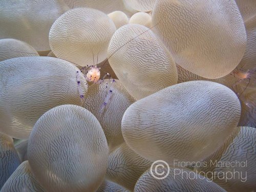 These shrimps are found exclusively on buuble corals where they work as housekeepers. They will wave their antennae around to attract customers, they then proceed to clean outside and inside the creatures mouths, gills and so forth.