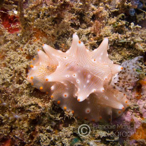 Halgerda batangas is a species of nudibranch found in the tropical western Pacific.