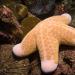 The granulated sea star (choriaster granulatus) is a large seastar that can be found in the waters of the Indo-Pacific region as well as in the northern tropical waters of Australia. It grows to a maximum radius of about 27 cm.