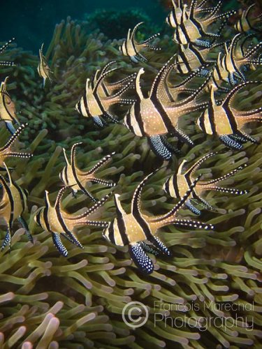 The Banggai cardinalfish (pterapogon kauderni) is a threatened species of small tropical cardinalfish that is essentially restricted to the Banggai Islands of Indonesia. However, a small additional population has become established in the Lembeh Strait in North Sulawesi, following introduction by aquarium fish traders.