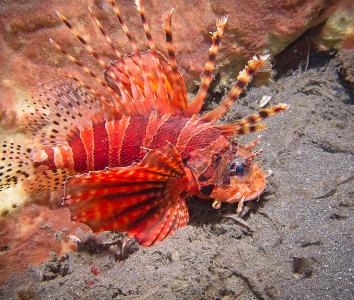 The zebra lionfish (dendrochirus zebra) is a carnivorous fish with venomous spines that lives in the Indian and western Pacific oceans. Despite their obvious advantage, zebra lionfishes feed only on small crustaceans, and are in turn preyed upon by groupers.