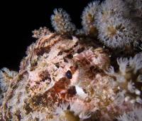 diving-sulawesi