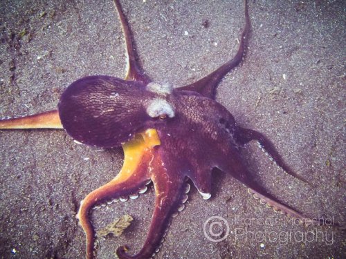 The coconut octopus or veined octopus, is a medium-sized cephalopod found in tropical waters of the western Pacific Ocean. It commonly preys upon shrimp, crabs, and clams, and displays unusual behaviour, including bipedal walking and gathering and using coconut shells and seashells for shelter.