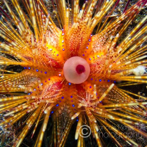 The false fire urchin (astropyga radiata) is an urchin found in the Indo-Pacific region. It is usually found in bays and lagoons with sandy or pebbly bottoms. It can reach diameters of 20 centimetres.