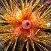 The false fire urchin (astropyga radiata) is an urchin found in the Indo-Pacific region. It is usually found in bays and lagoons with sandy or pebbly bottoms. It can reach diameters of 20 centimetres.