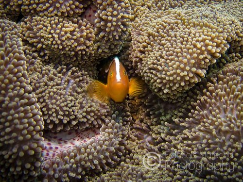 The orange skunk clownfish (amphiprion sandaracinos) also known as the skunk-striped anemonefish is a type of clownfish that is very bright orange, with a white stripe on the dorsal ridge from the mouth to the dorsal fin. It lives in the western Pacific Ocean.