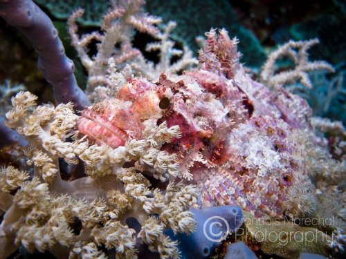The tassled scorpionfish (scorpaenopsis oxycephala) is a carnivorous fish with venomous spines that lives on reef slopes in the Indian and Pacific oceans. Adults can reach a length of 36 cm and can vary considerably in color.