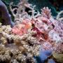 diving-sulawesi