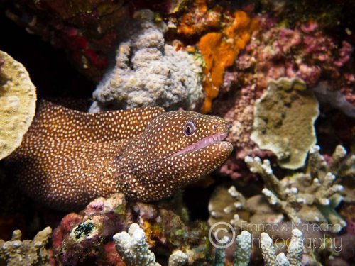 The whitemouth moray (gymnothorax meleagris), also known as the turkey moray, is a moray eel found in the Indo-Pacific oceans at depths down to 36 m. It lives in holes in the reef and reaches lengths of more than 1 m. They sense prey by detecting smell through the water.