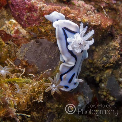 Chromodoris willani is a  nudibranch found in the Western Pacific Ocean, from Indonesia and the Philippines to Vanuatu.
