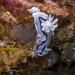 Chromodoris willani is a  nudibranch found in the Western Pacific Ocean, from Indonesia and the Philippines to Vanuatu.