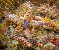 diving-sulawesi