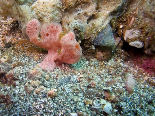 Frogfishes are a type of anglerfish. They live generally on the ocean floor around coral or rock reefs. One of the dorsal spine is converted into a lure with a bait that is flicked in front of the fish's mouth in order to attract potential preys.