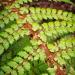 Polystichum vestitum, commonly known as the Prickly Shield Fern, is a hardy, evergreen or semi-evergreen ground fern. The fern is native to New Zealand.