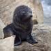 New Zealand fur seals were widely hunted until the late 19th century. Their total population fell to levels under 10% of the original numbers. However, the seals are now protected in New Zealand and pups can expect a long and happy life.