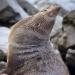 New Zealand fur seals (Arctocephalus forsteri) are found around New Zealand, its offshore islands, and southern Australia. Adult males are the first to arrive at the breeding colonies, where they establish territories that they defend aggressively.