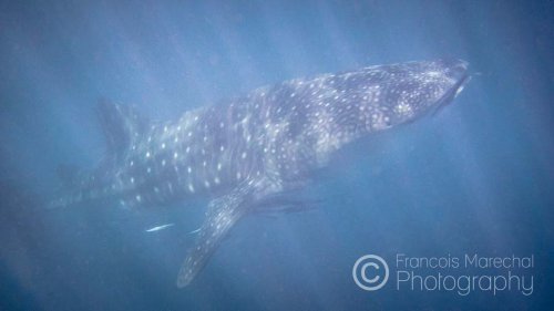 The whale shark is the biggest fish in the world. A fully grown male can reach 18 meters in length, this one is 9 meter long. Every year, between March and June, the mass spawning of corals attract these sea giants in search for food.