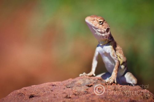 Nothing beats the view from the top of a rock to maintain his territory against rival males. Under the fierce sun, the dragon quickly scans his territorial domain before dashing for the cool shade.