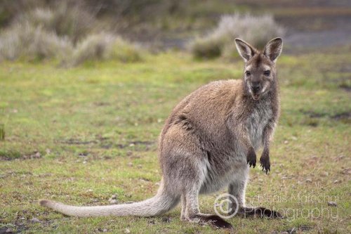 Mt William N.P. (TAS)