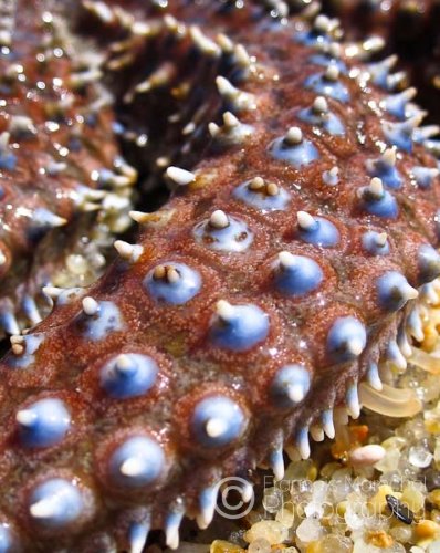 Coscinasterias muricata