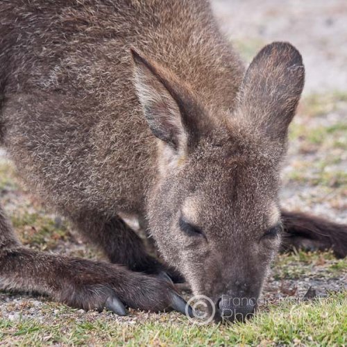 Freycinet N.P. (TAS)