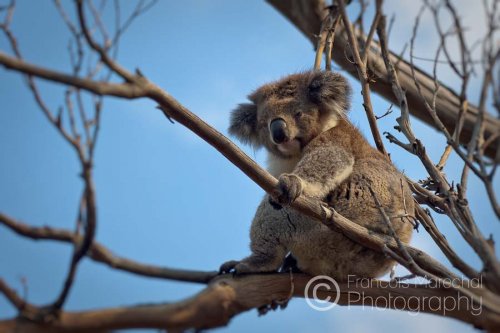 Great Otway N.P. (VIC)