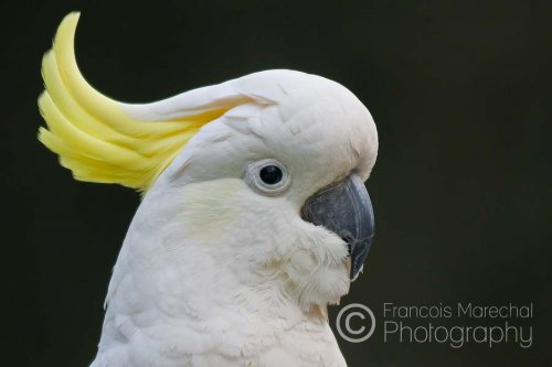 Dandenong Ranges N.P. (VIC)