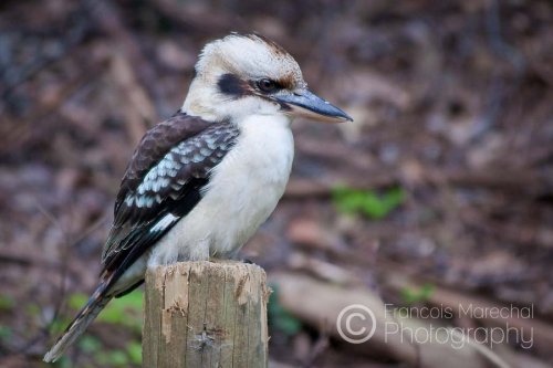 Dandenong Ranges N.P. (VIC)