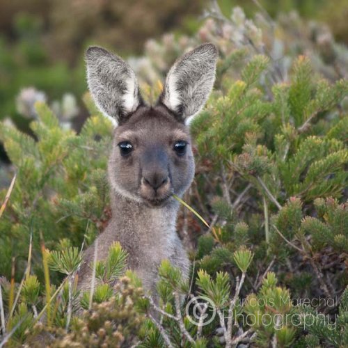 Fitzgerald River N.P. (WA)