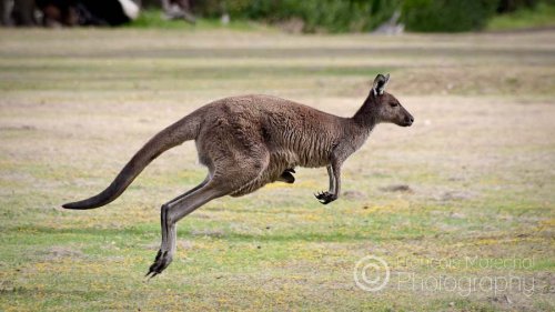 Albany (WA)