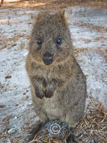 Rottnest Island (WA)